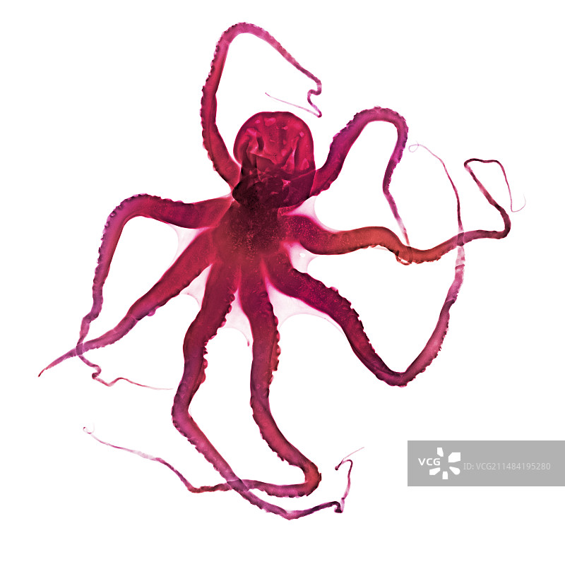 X光下的章鱼图片素材