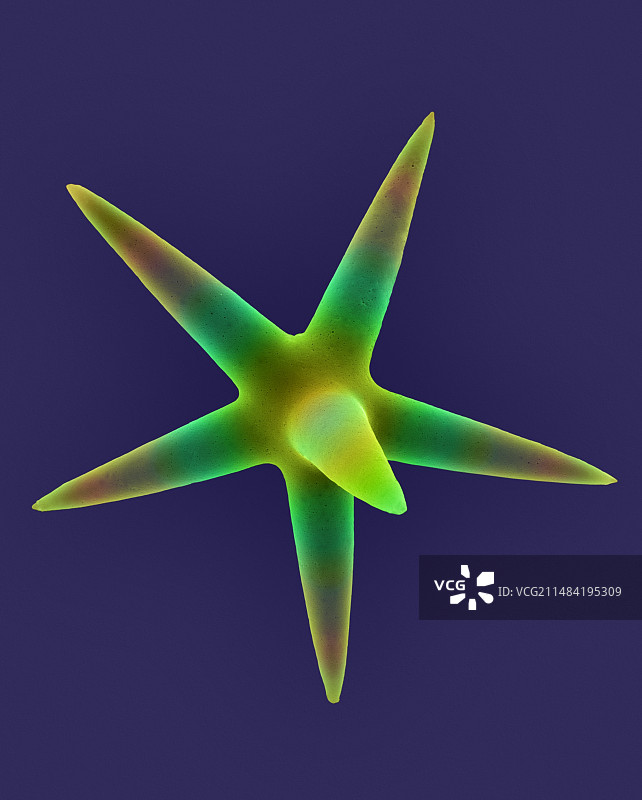 化石海绵骨针扫描电镜图图片素材