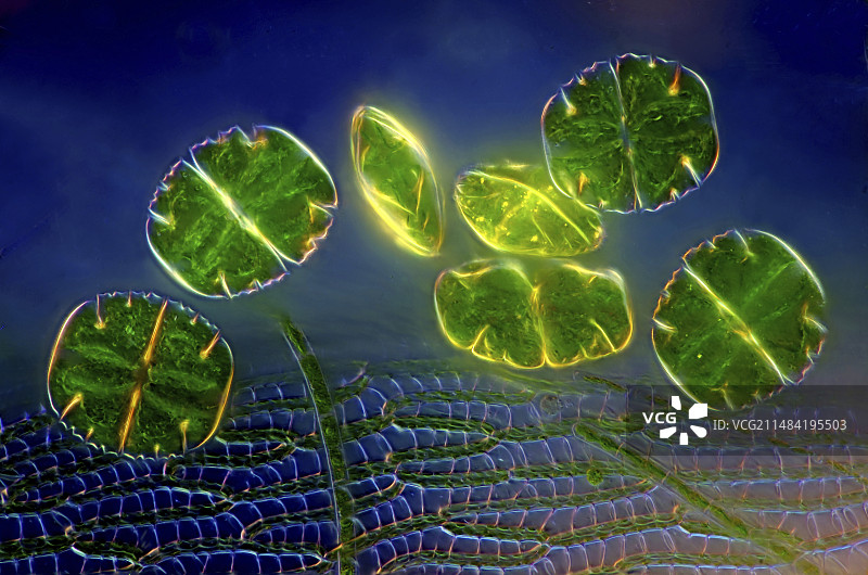 泥炭藓上的鼓藻图片素材