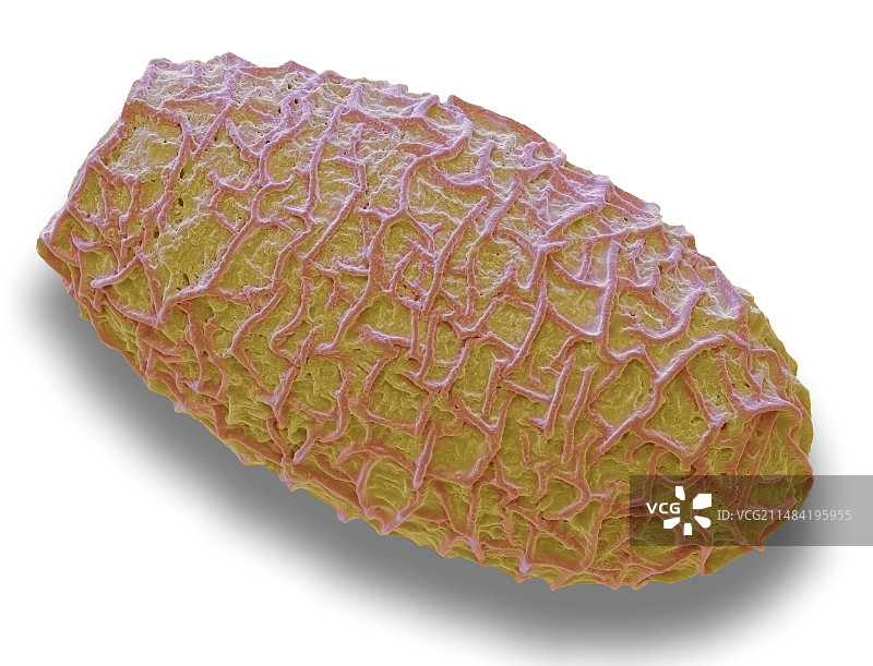 比目鱼卵扫描电镜图图片素材