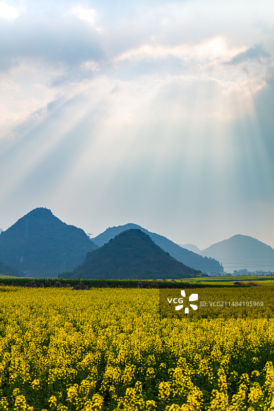 阴天一束云隙光（耶稣光）照在云南曲靖罗平的油菜花海，光线柔和，花田盛开，小山峰林立图片素材