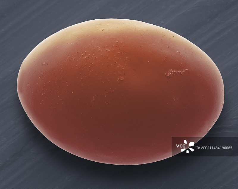 绦虫卵扫描电镜照片图片素材