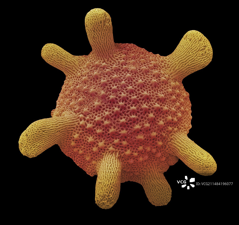 有孔虫，扫描电子显微镜图图片素材