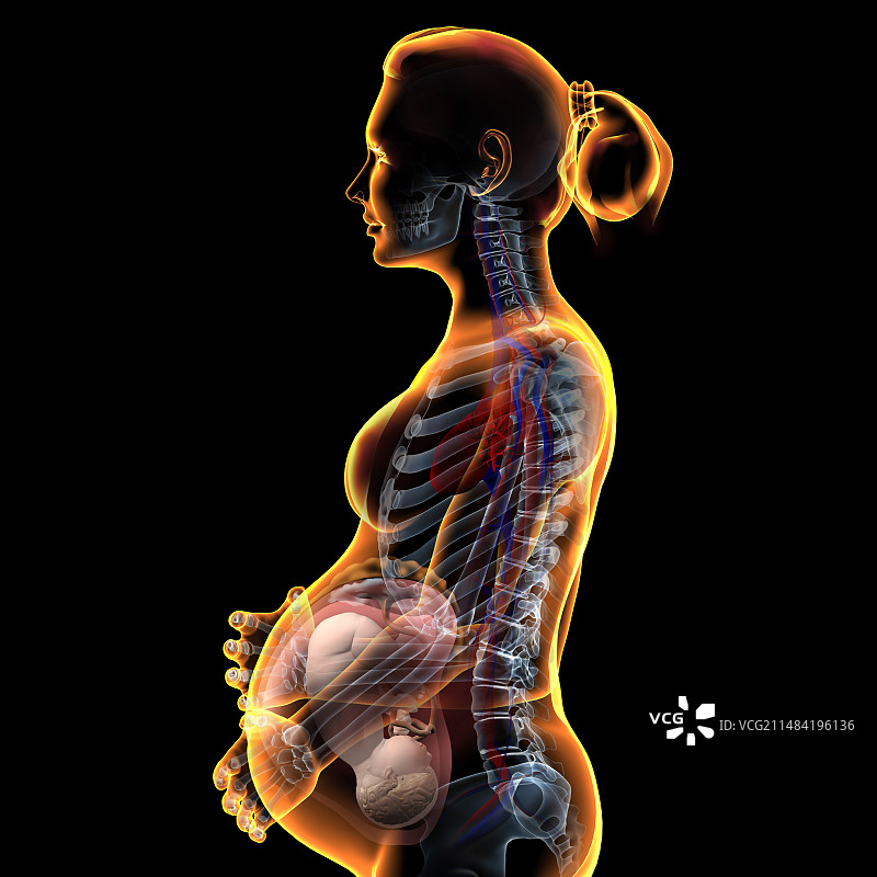 孕妇，插图图片素材