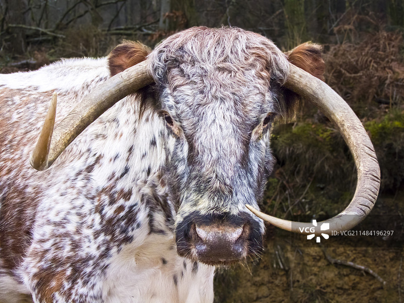 英国长角母牛的角图片素材