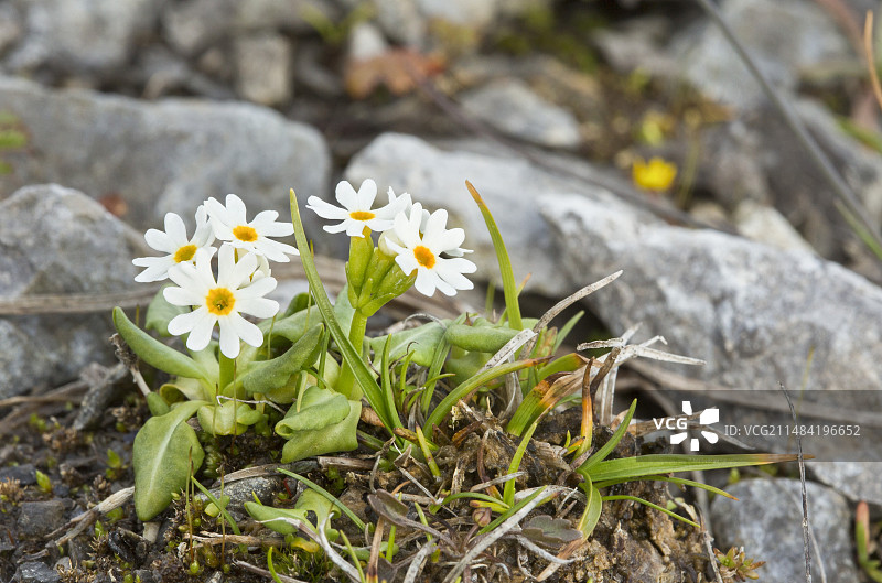 米斯塔西尼报春图片素材
