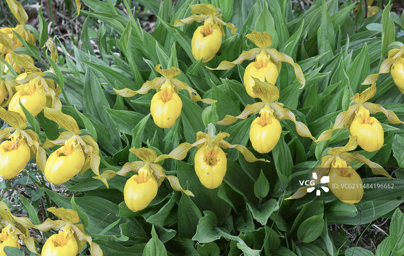 黄色女士拖鞋，Cypripedium parviflorum var pubescens图片素材