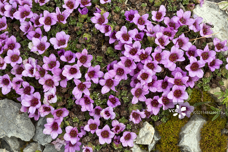 紫虎耳草图片素材