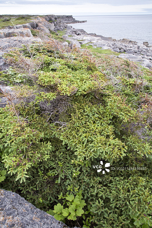 白云杉图片素材