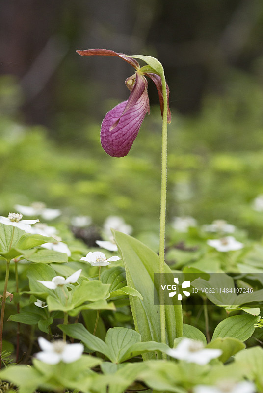 粉色女士拖鞋图片素材