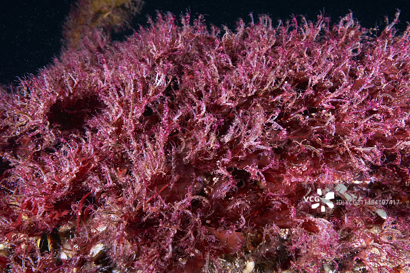 骨骼虾图片素材