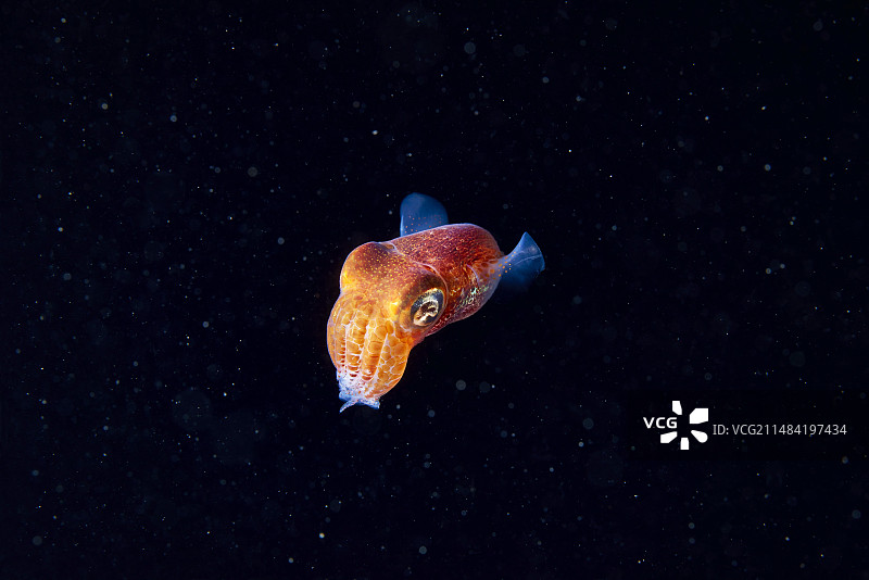 短尾鱿鱼图片素材