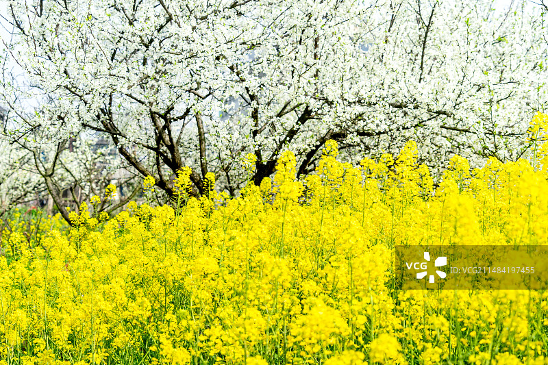 春天盛开的李花和油菜花图片素材