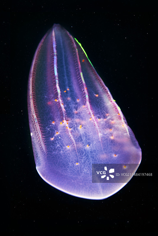 带管水蚤寄生虫的栉水母图片素材