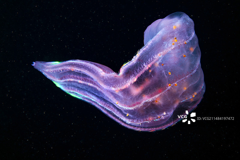 带管水蚤寄生虫的栉水母图片素材