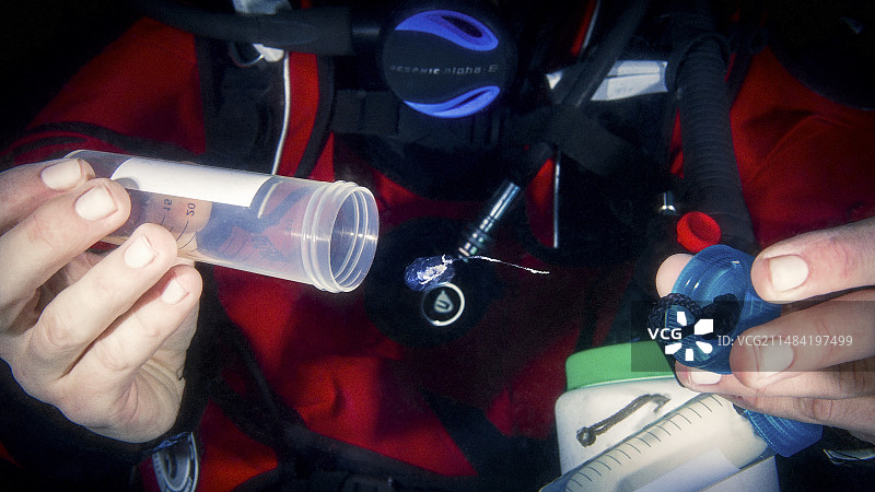 潜水员正在采集管水母群落图片素材