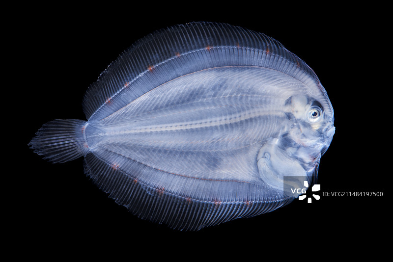 鲽鱼幼体图片素材