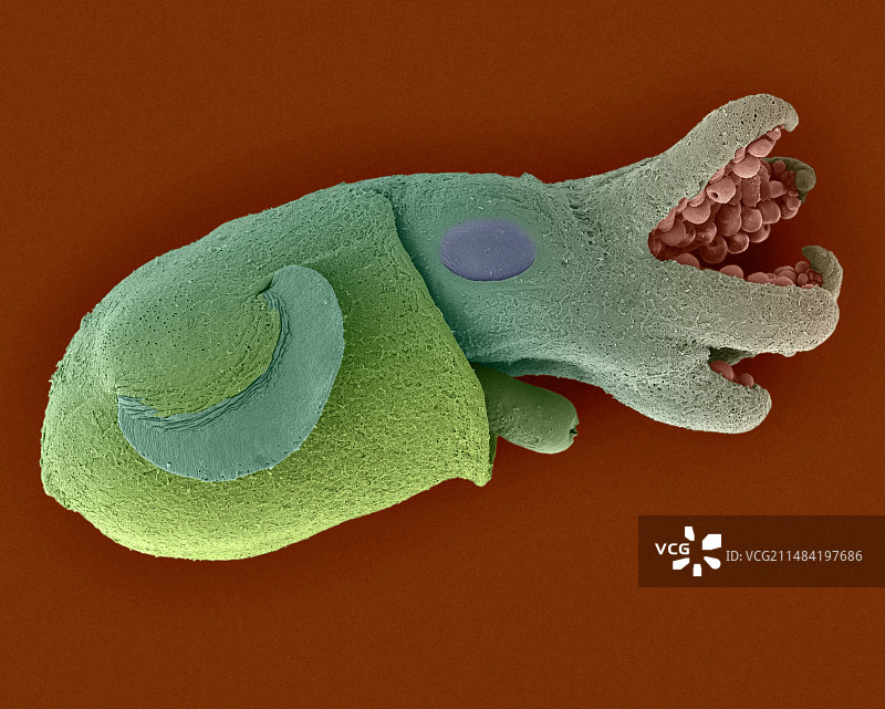 未成熟的短尾乌贼 (Euprymna scolopes), 扫描电镜图片素材