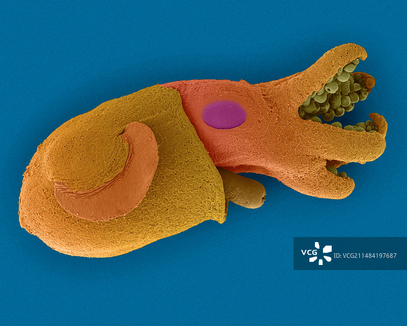 未成熟的短尾乌贼 (Euprymna scolopes), 扫描电镜图片素材