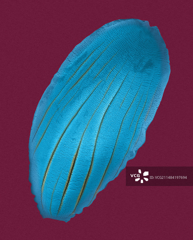 犬复孔绦虫节片扫描电镜图图片素材