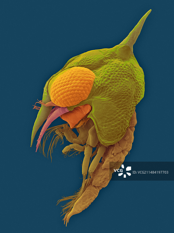 薄壳石蟹幼虫，扫描电镜图片素材