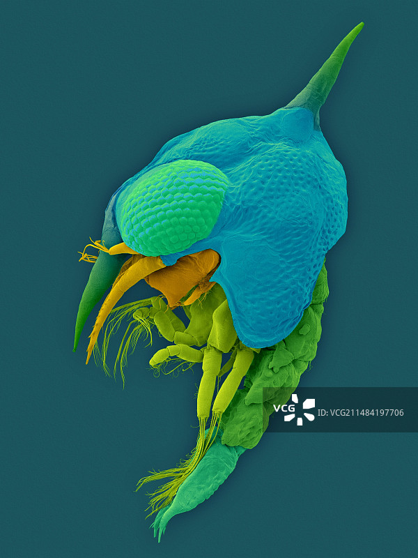 薄壳石蟹幼虫，扫描电镜图片素材
