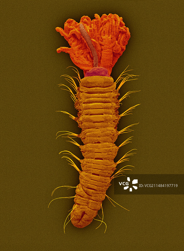 微型多毛虫扫描电镜图像图片素材