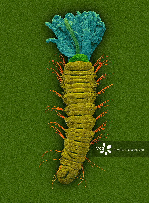 微型多毛虫扫描电镜图像图片素材