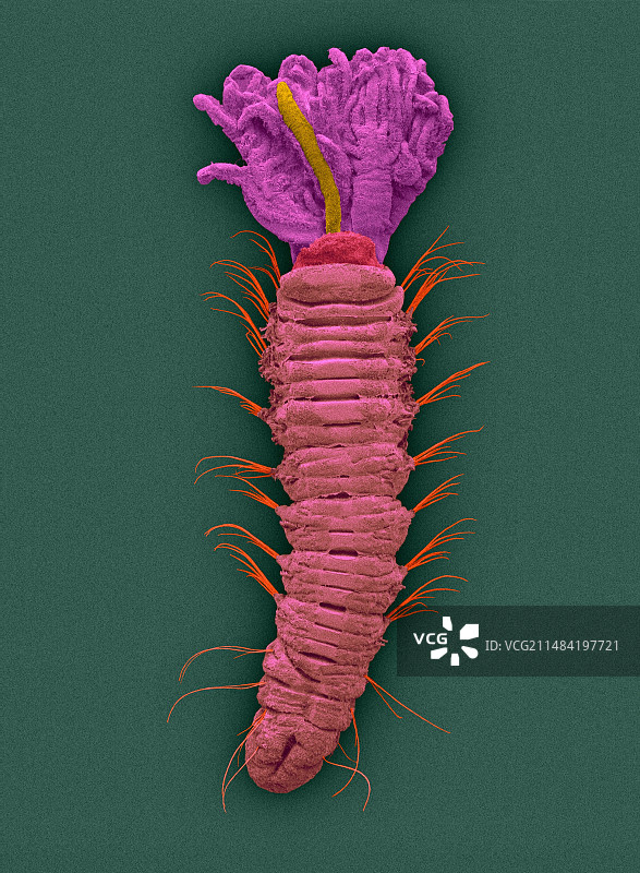 微型多毛虫扫描电镜图像图片素材