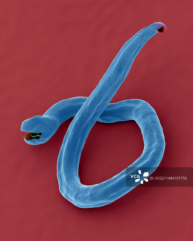 犬钩虫（Ancylostoma caninum），扫描电镜图图片素材