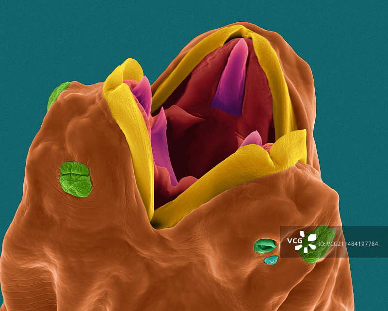 鸡异刺线虫（Heterakis gallinarum）扫描电镜图图片素材
