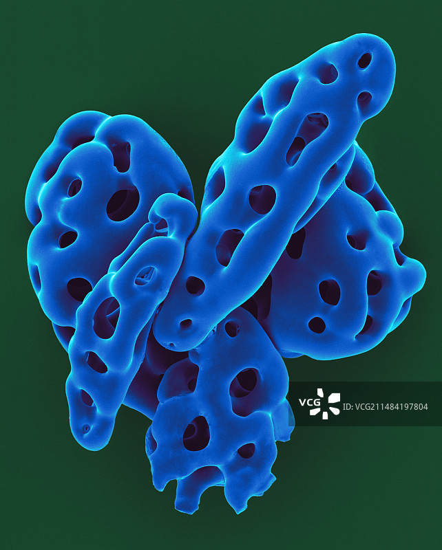 海参骨片扫描电镜图片素材