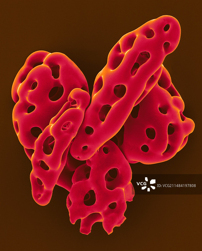 海参骨片扫描电镜图片素材