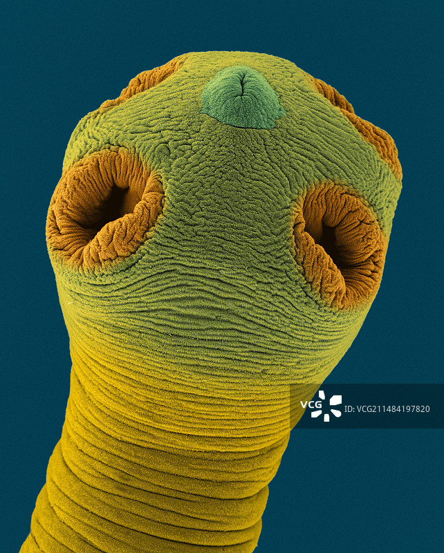 犬复孔绦虫头节扫描电镜图图片素材