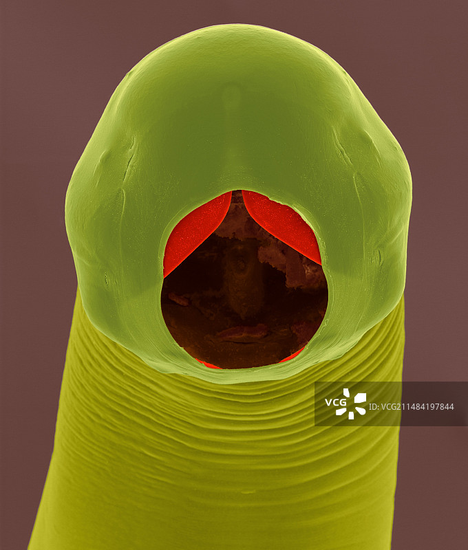 牛钩虫（Bunostomum phlebotomum），SEM图片素材