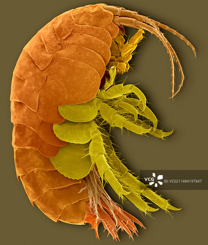 淡水端足类甲壳动物扫描电镜图图片素材