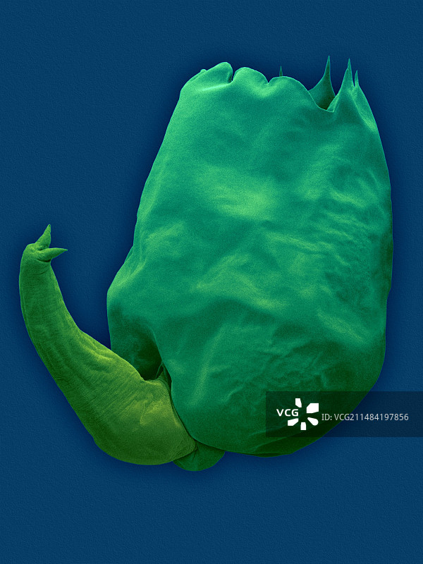 广盐性轮虫SEM图像图片素材