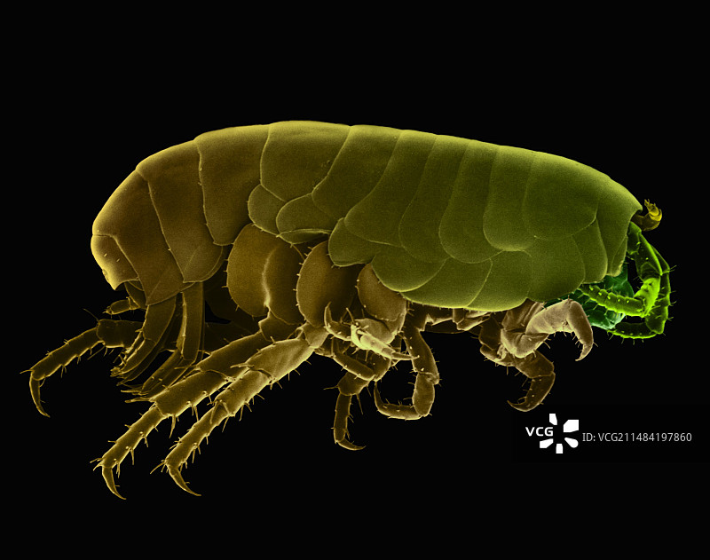 海滩跳蚤（Orchestia agilis），扫描电镜图片素材