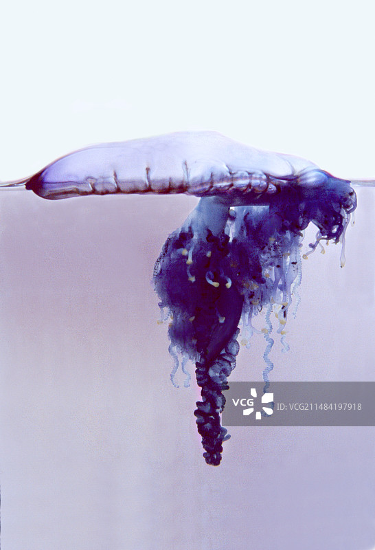 僧帽水母（Physalia utriculus）图片素材