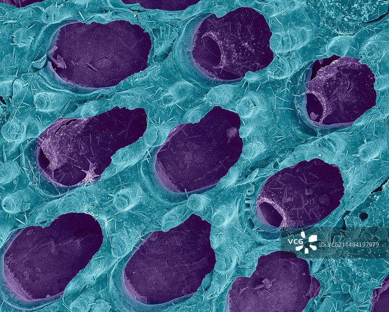 苔藓动物，扫描电镜图片素材