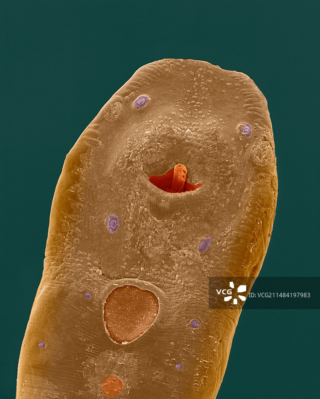 犬复殖吸虫（吸虫），SEM图片素材