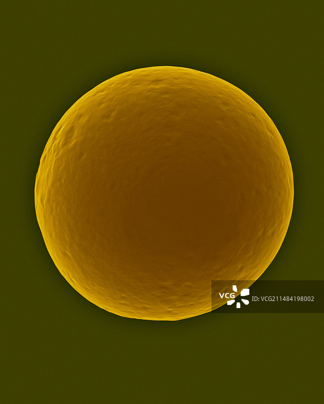 丰年虾卵囊的扫描电镜图像图片素材