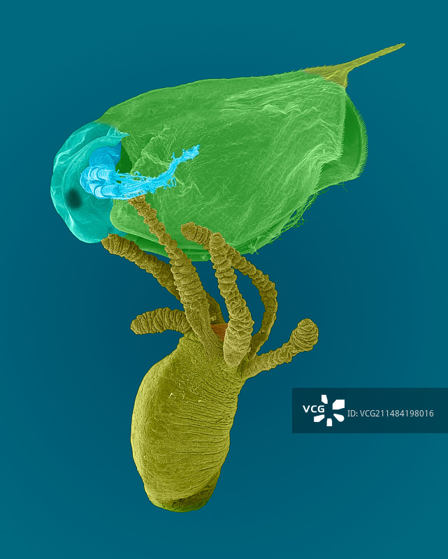 水螅捕食水蚤，扫描电镜图片素材