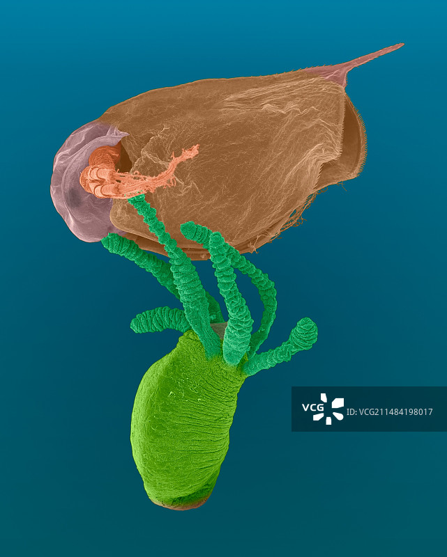 水螅捕食水蚤，扫描电镜图片素材