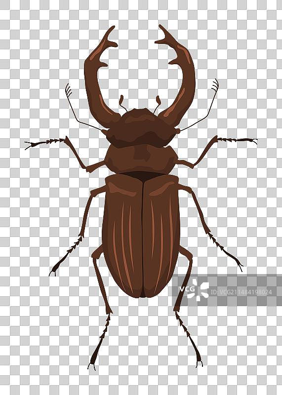 罕见的雄性锹形虫图片素材