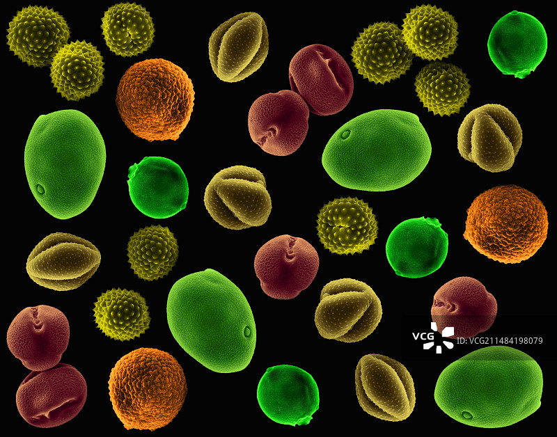 致敏花粉（豚草、蒿属植物、梯牧草、苏格兰金雀花）图片素材
