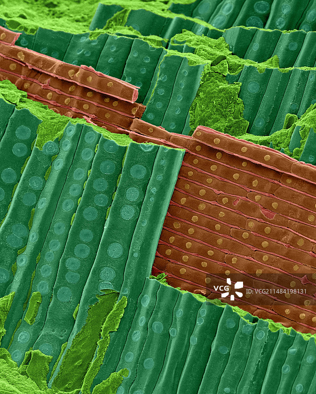 硅化红杉（Sequoia affinis）扫描电镜图图片素材