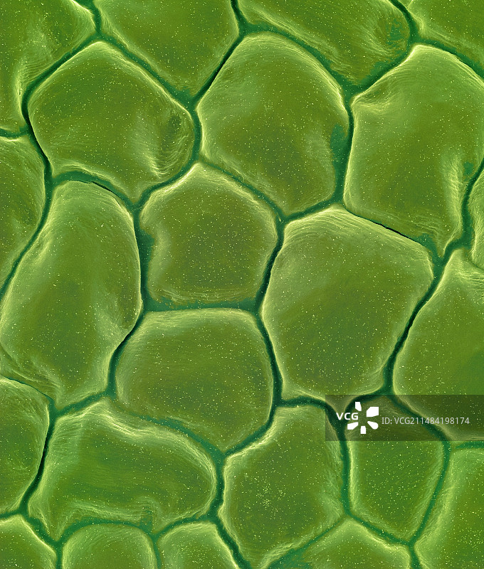 兰花花瓣表面（石斛属），扫描电子显微镜图片素材