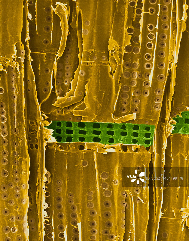 松木（纵向截面），扫描电子显微镜图片素材