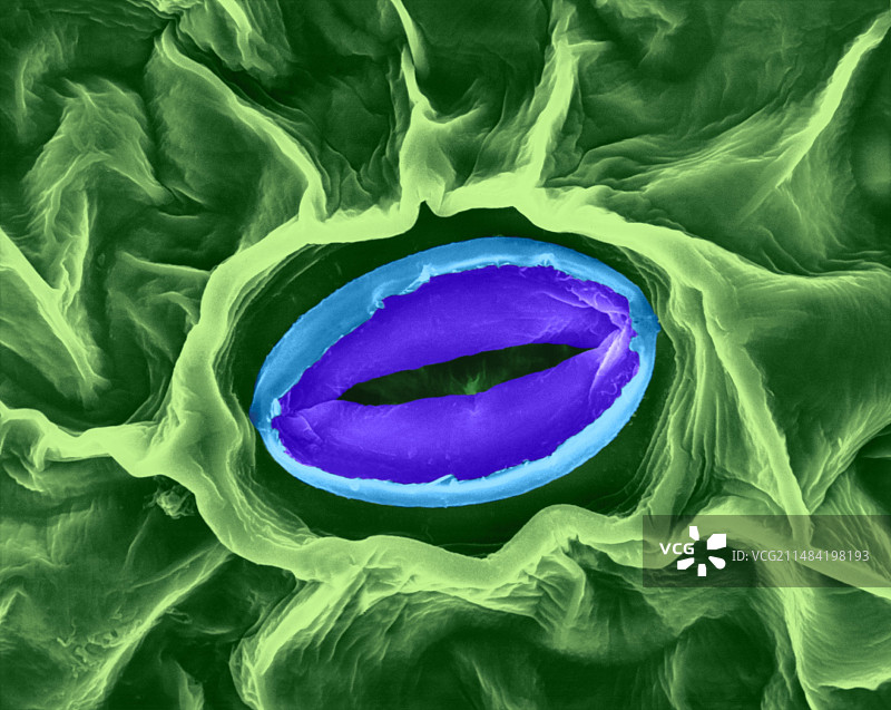 蚕豆叶片气孔扫描电镜图图片素材